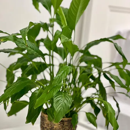 Osapart In A Complex Great Britain 아파트 *