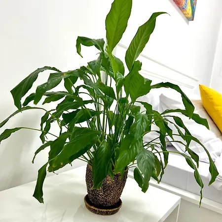 Osapart In A Complex Great Britain Lejlighed *