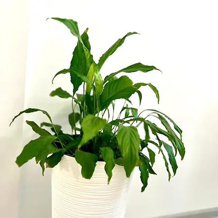 Osapart In A Complex Great Britain * Lviv