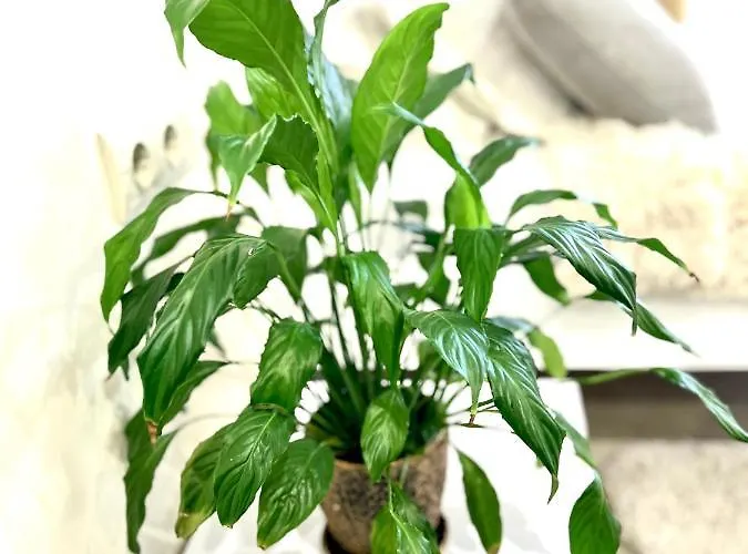 Osapart In A Complex Great Britain *