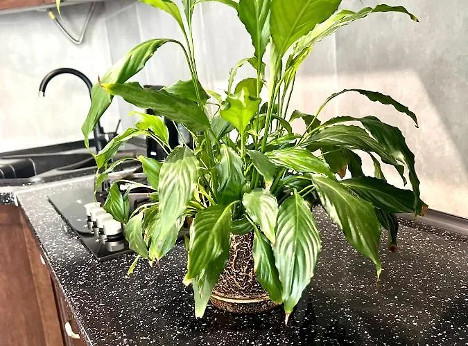 Osapart In A Complex Great Britain 아파트 *