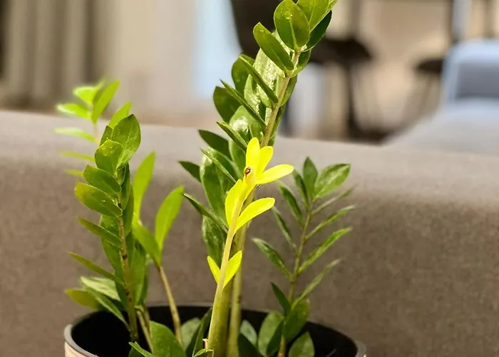 Osapart In A Complex Great Britain * Leópolis