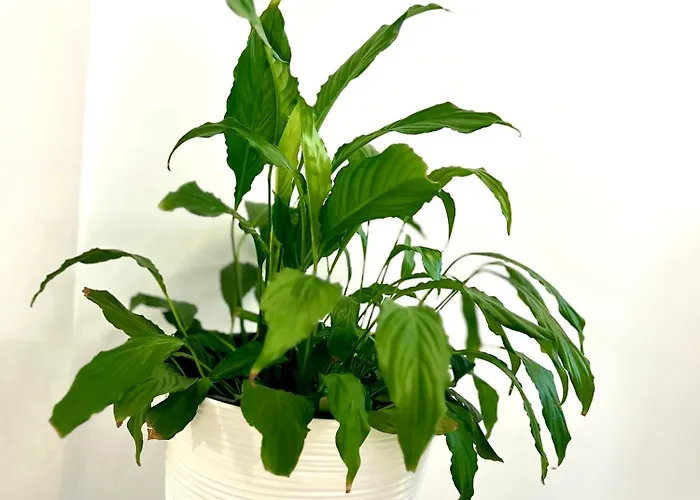 Osapart In A Complex Great Britain * Leópolis