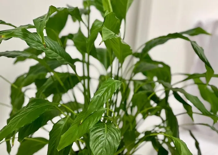 Osapart In A Complex Great Britain Apartman *